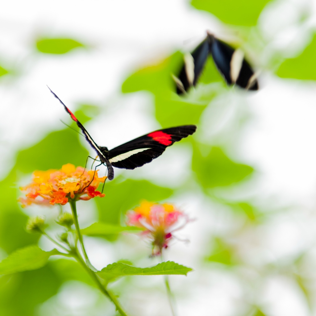 Butterfly kl